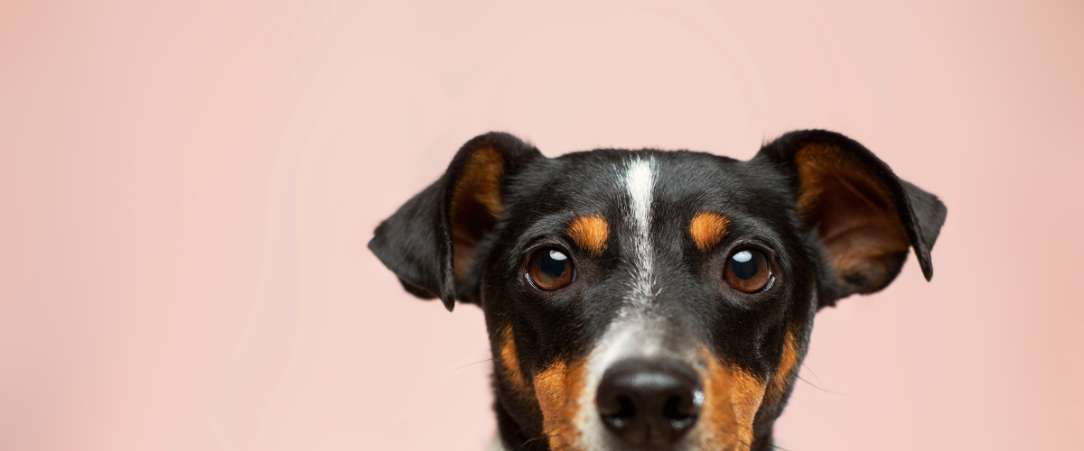 Pets of Penn Elcom 2018 Banner