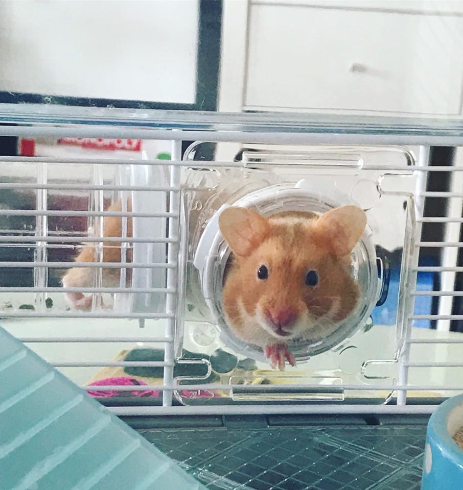 Hamster